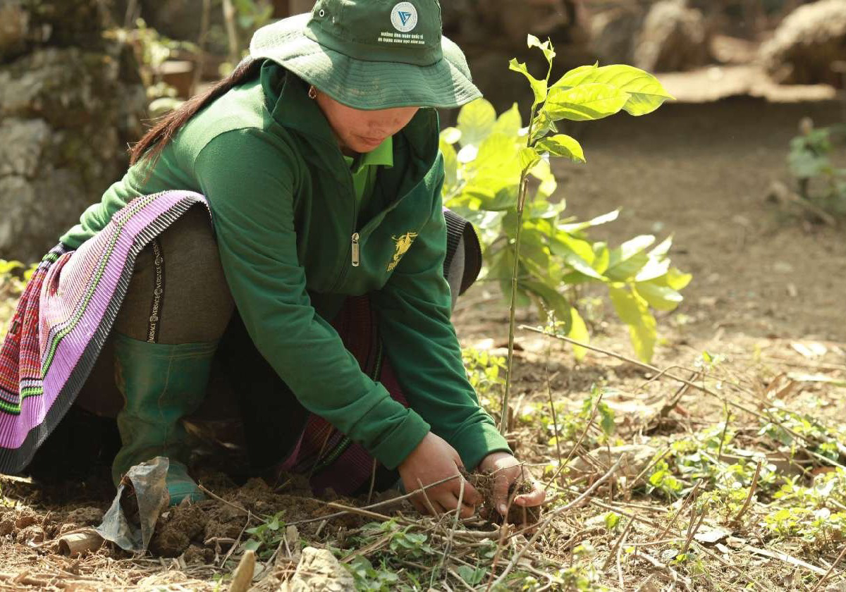 Cho RỪNG xanh lên: Phục hồi 50ha rừng trên núi đá vôi ở Hòa Bình và Sơn La