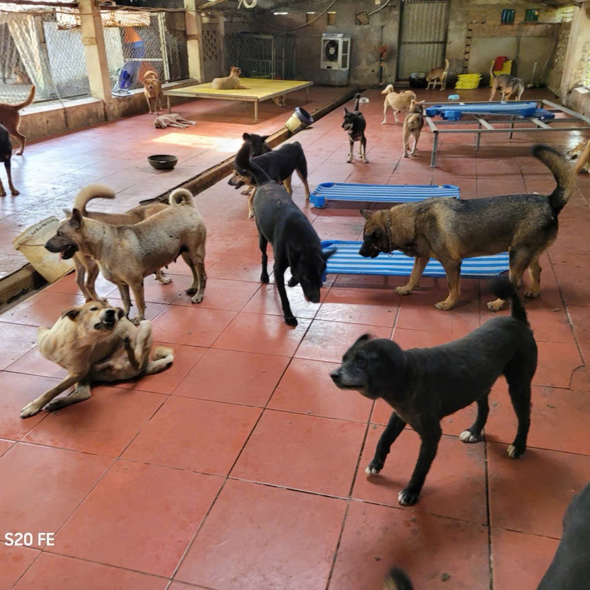 Ngôi Nhà Nhỏ Cho Em - Hanoi Pet Adoption