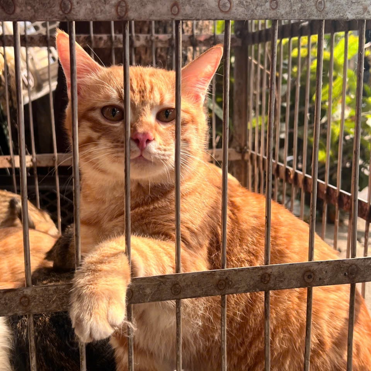 Cứu 2 em chó Dân bán và 4 bé mèo - Ở LÒ MỔ 12/12